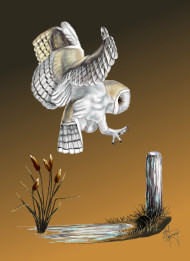 152 Barn Owl Landing
