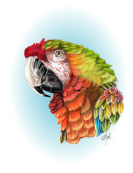 234 hybird macaw