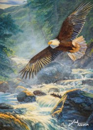 An Eagle Looking For River Fish Around Lake Toba 1
