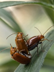 Aulacophora femoralis beetles