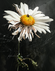 DAISY