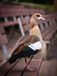 DSC07215 Duck