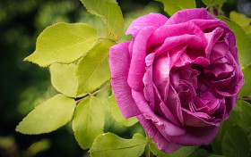 DSC07330 Rose