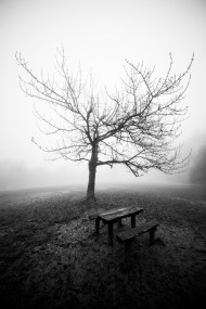 Fog - Normafa