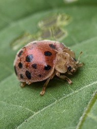 Henosepilachna vigintioctopunctata