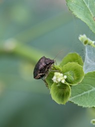 Heteroptera