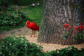 Ibis