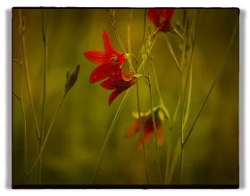JULIO 2025 133 FLOR ROJA