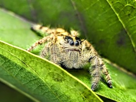 Jumping SPIDER