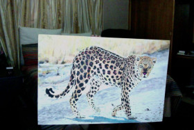 Leopard Walk