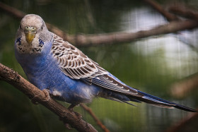 Parrot