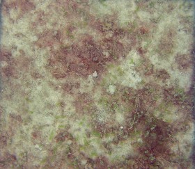 Sea grass
