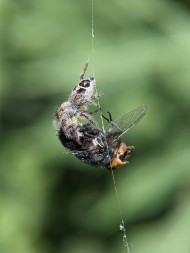 SPYDER