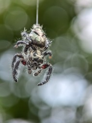 SPYDER