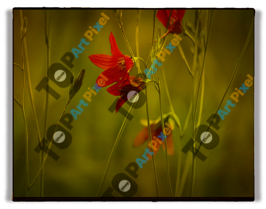 JULIO 2025 133 FLOR ROJA