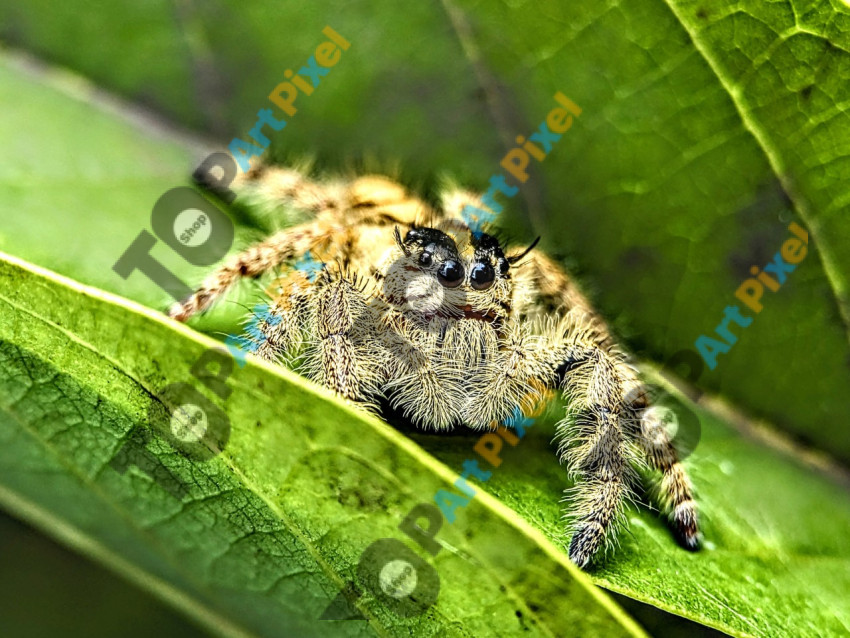 Jumping SPIDER