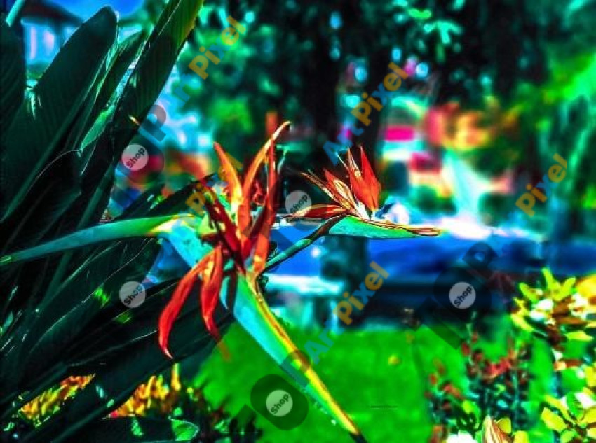 paradise © Quetzalyis Van Luft