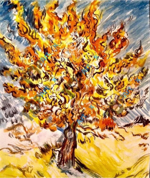 Árbol Morera.
