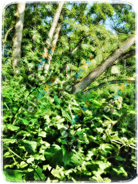 Waldsee #7 © Quetzalyis Van Luft