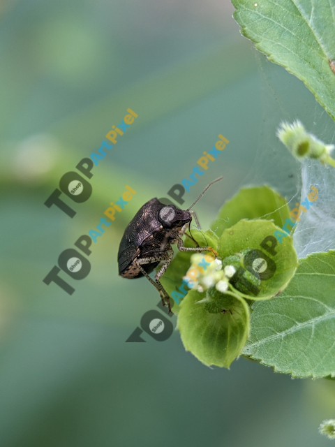 Heteroptera