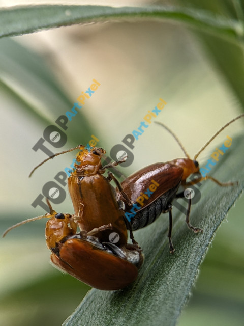 Aulacophora femoralis beetles