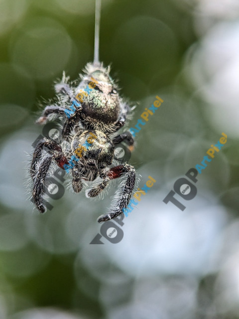 SPYDER