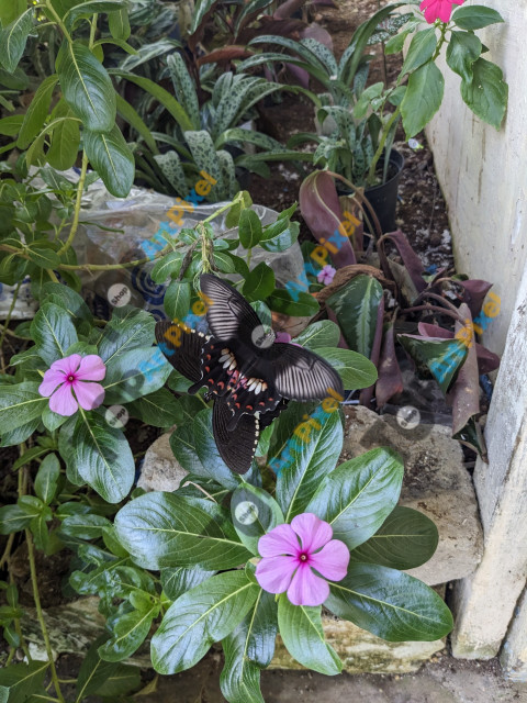 butterfly duo