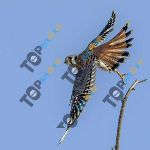 American Kestrel  Z91 4937 2048b 1